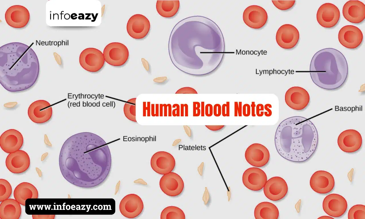 Human Blood